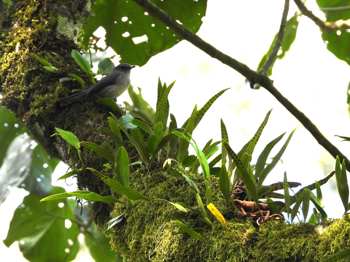 White-eyed Slaty-Flycatcher - ML643345786