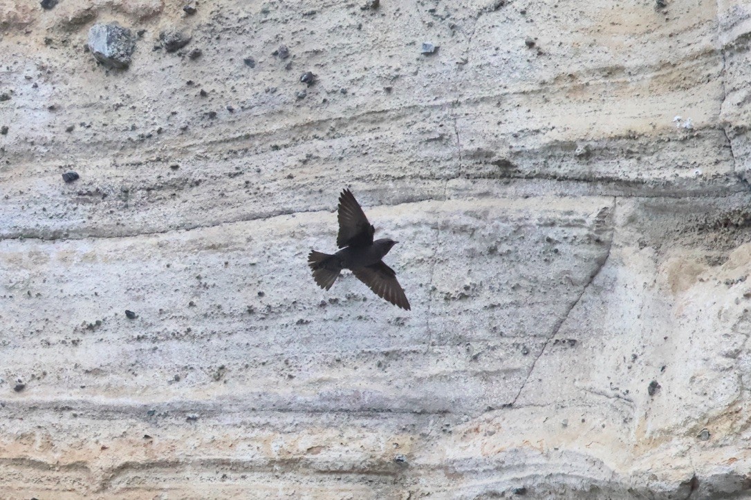 Galapagos Martin - ML643345798