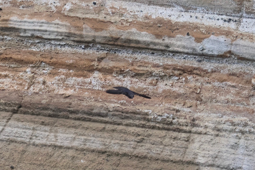 Galapagos Martin - ML643345803