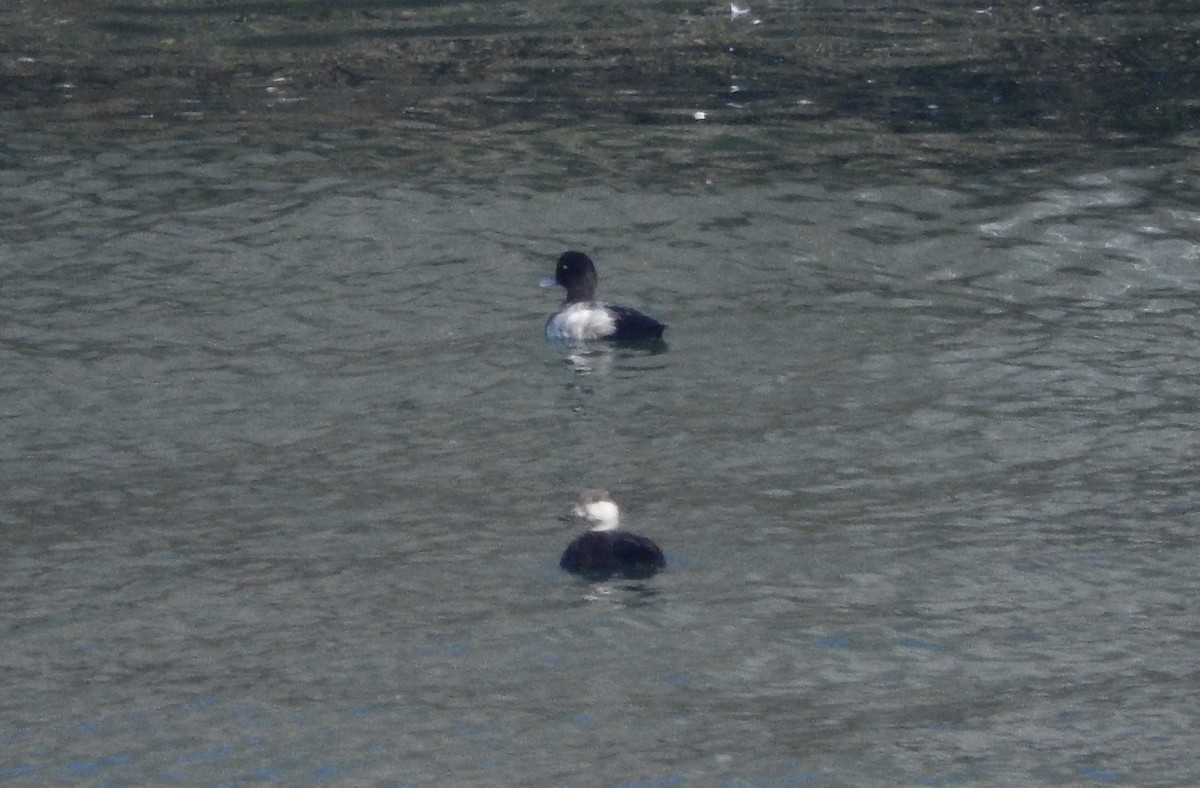 Black Scoter - Noam Markus