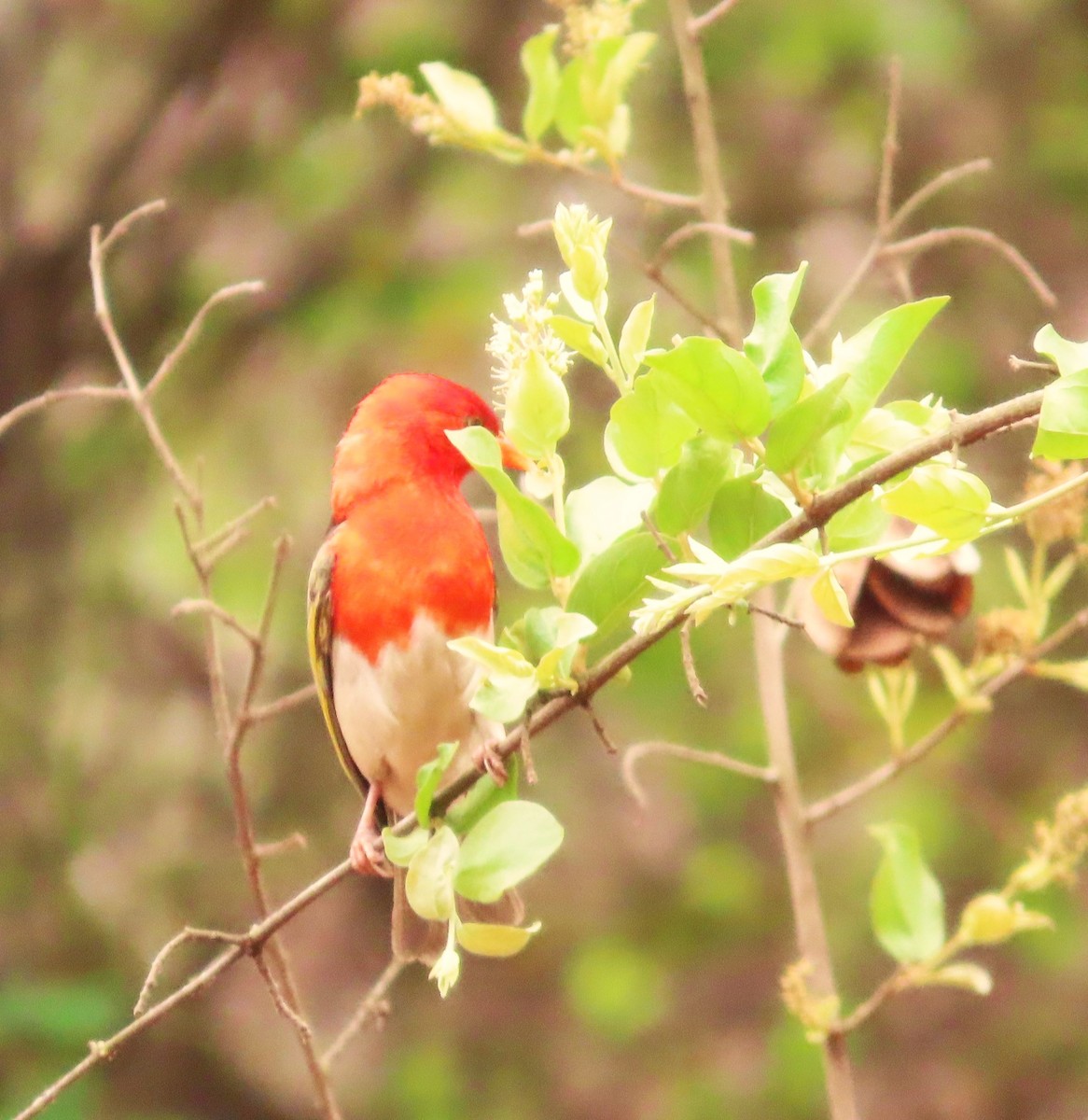 Red-headed Weaver - ML643345847