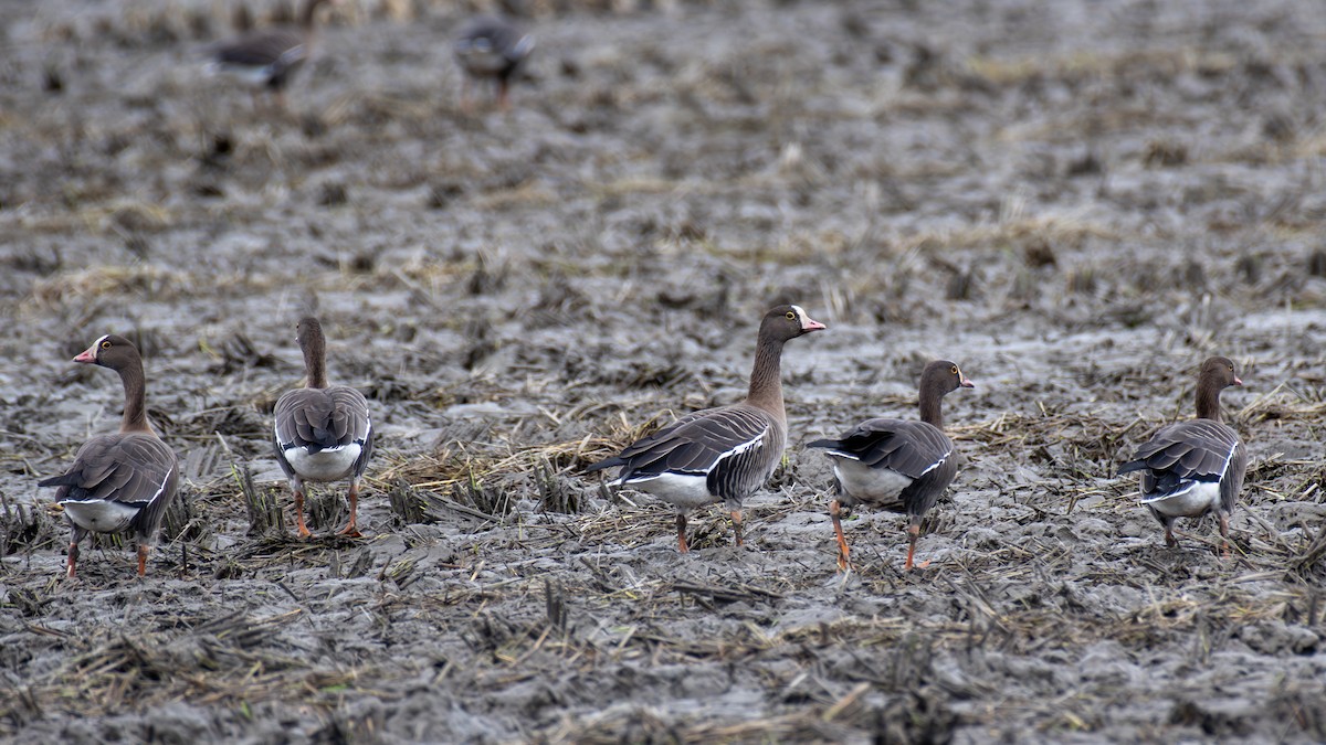 Lesser White-fronted Goose - ML643345872