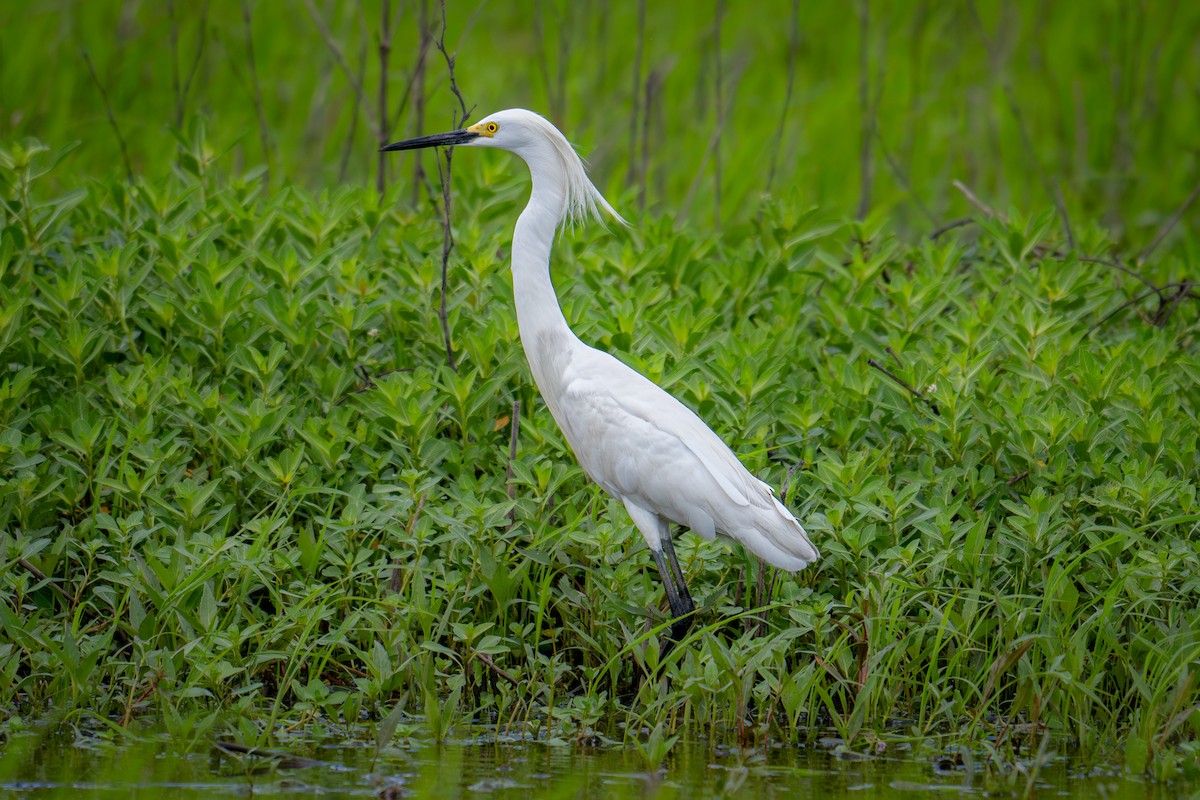 Snowy Egret - ML643345892
