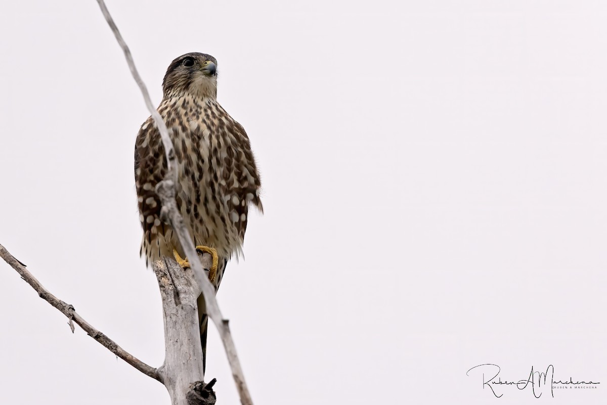 Smeriglio - ML643345895