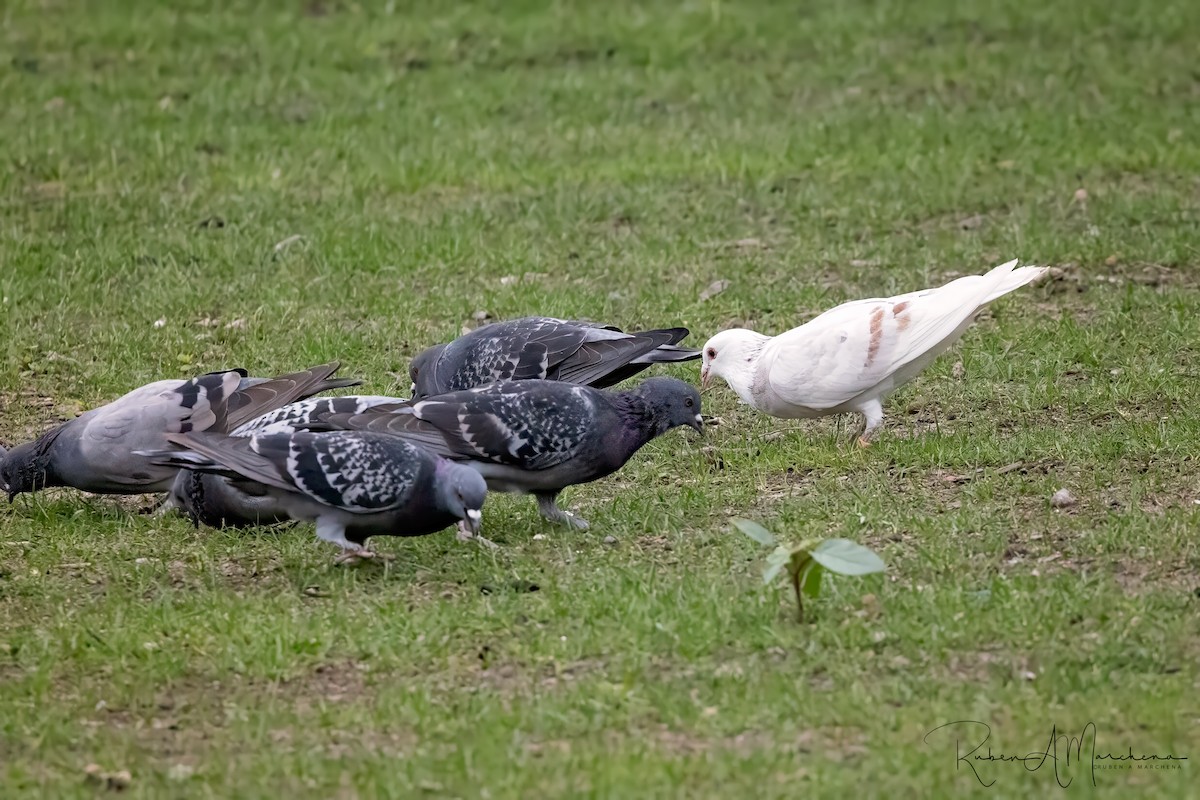 Piccione domestico - ML643345910