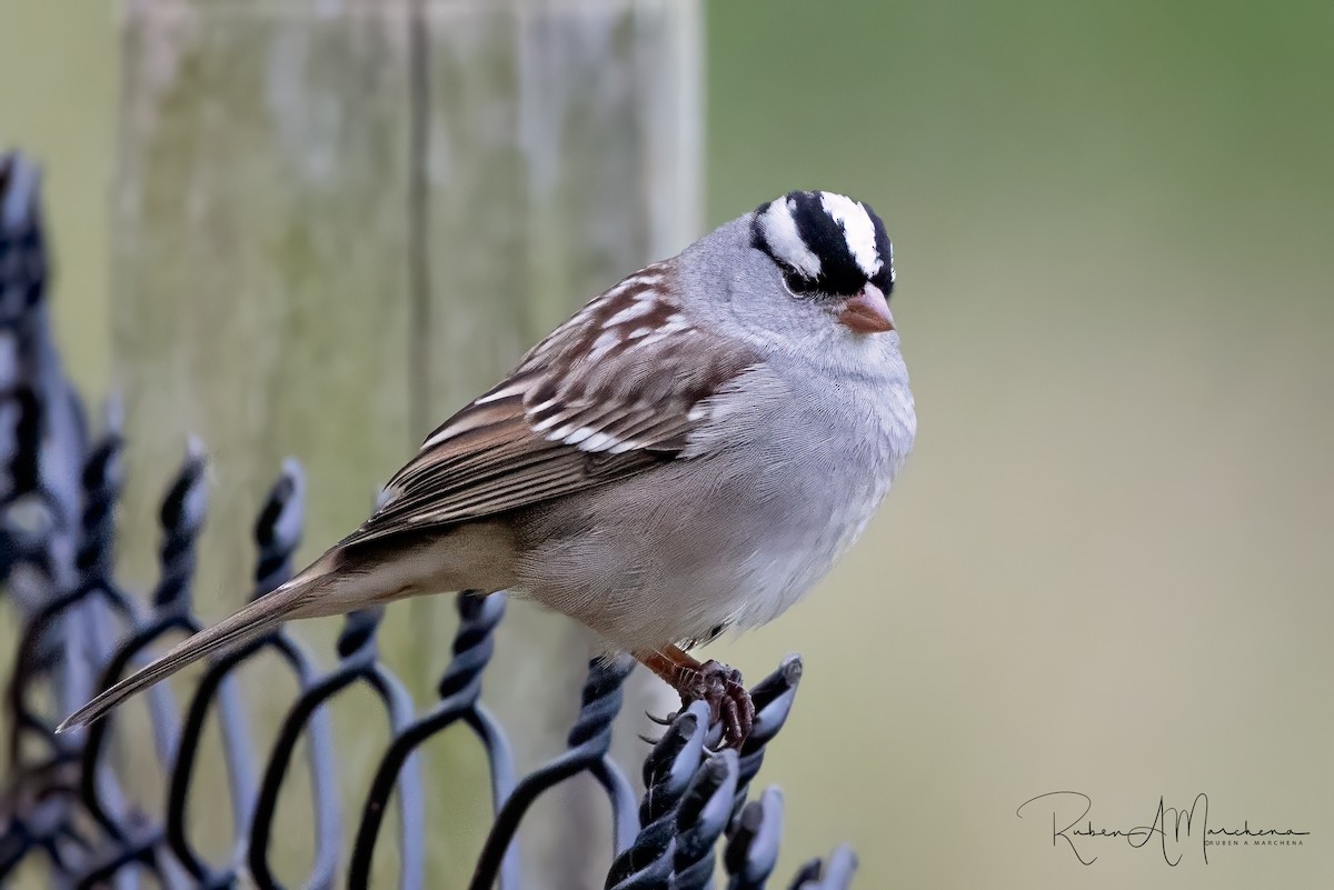 White-crowned Sparrow - ML643345922