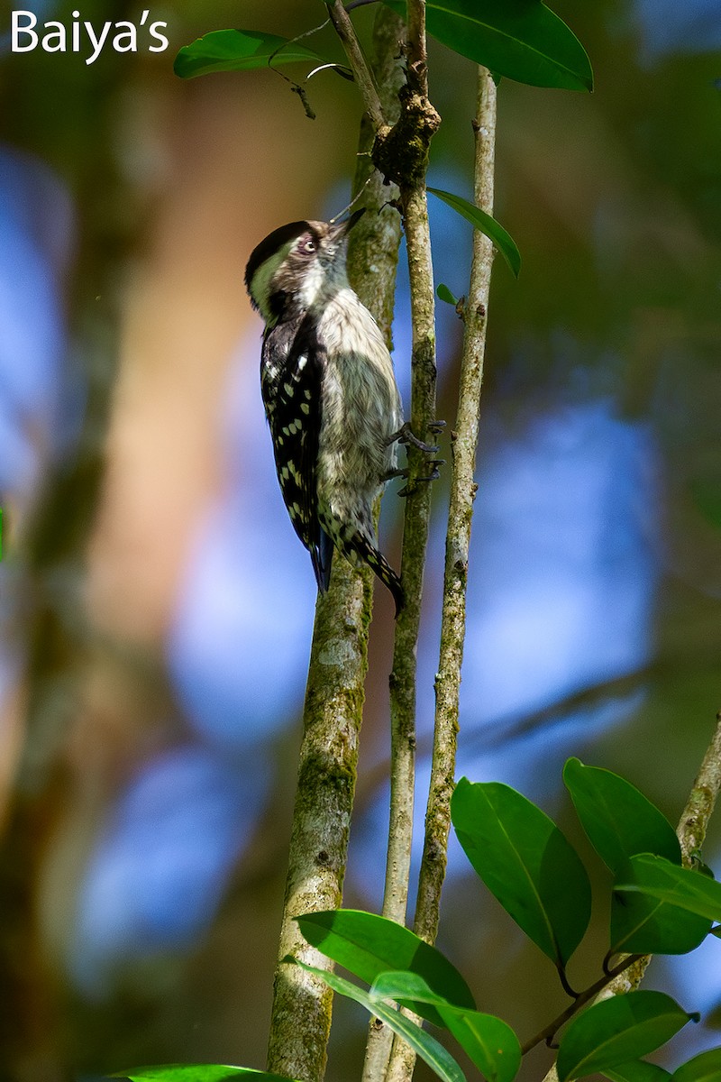 Brown-capped Pygmy Woodpecker - ML643345930