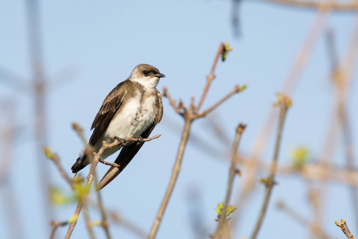 Brown-chested Martin - ML643345951