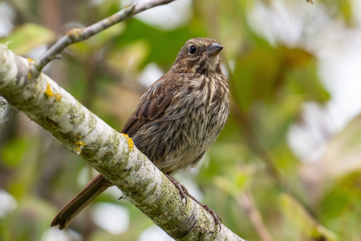 Song Sparrow - ML643345961