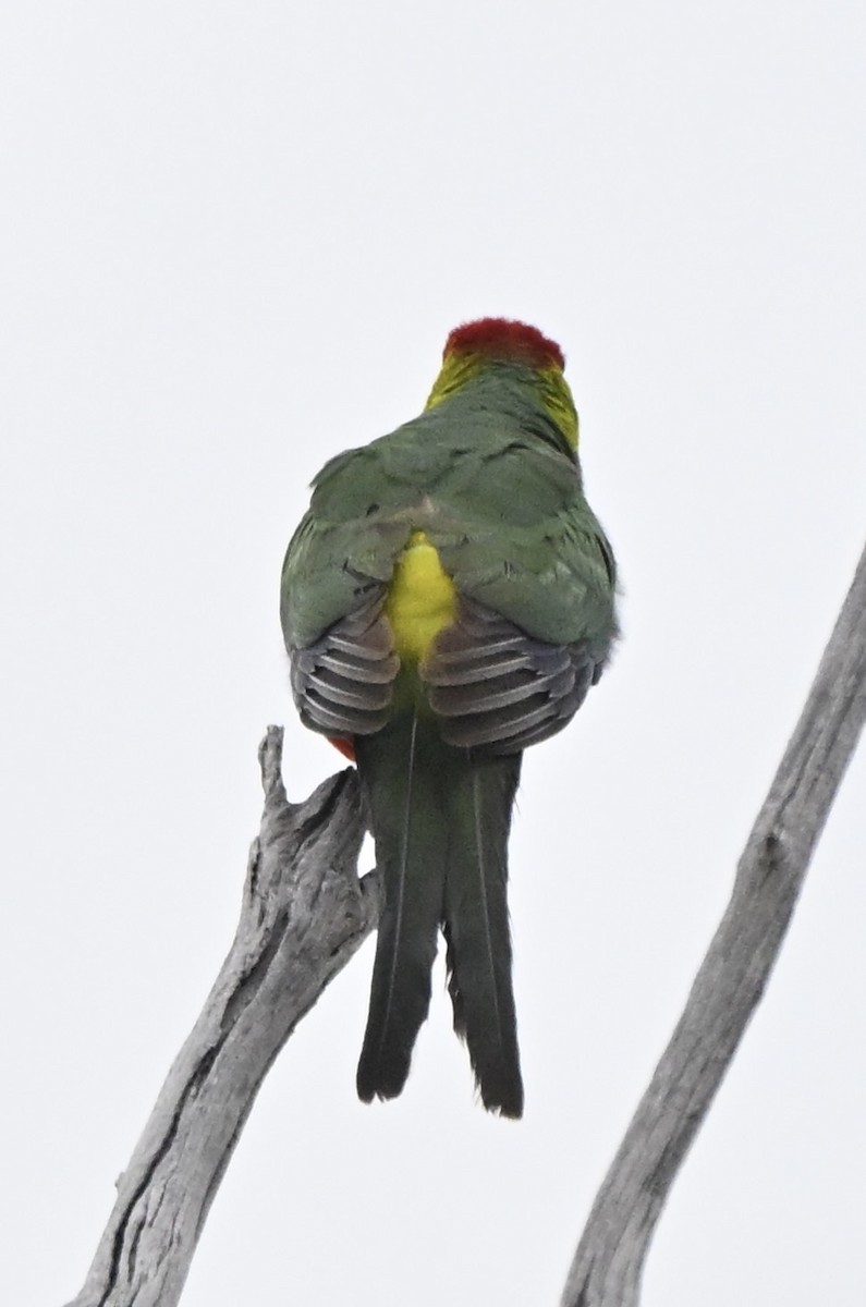 marriparakitt - ML643345964