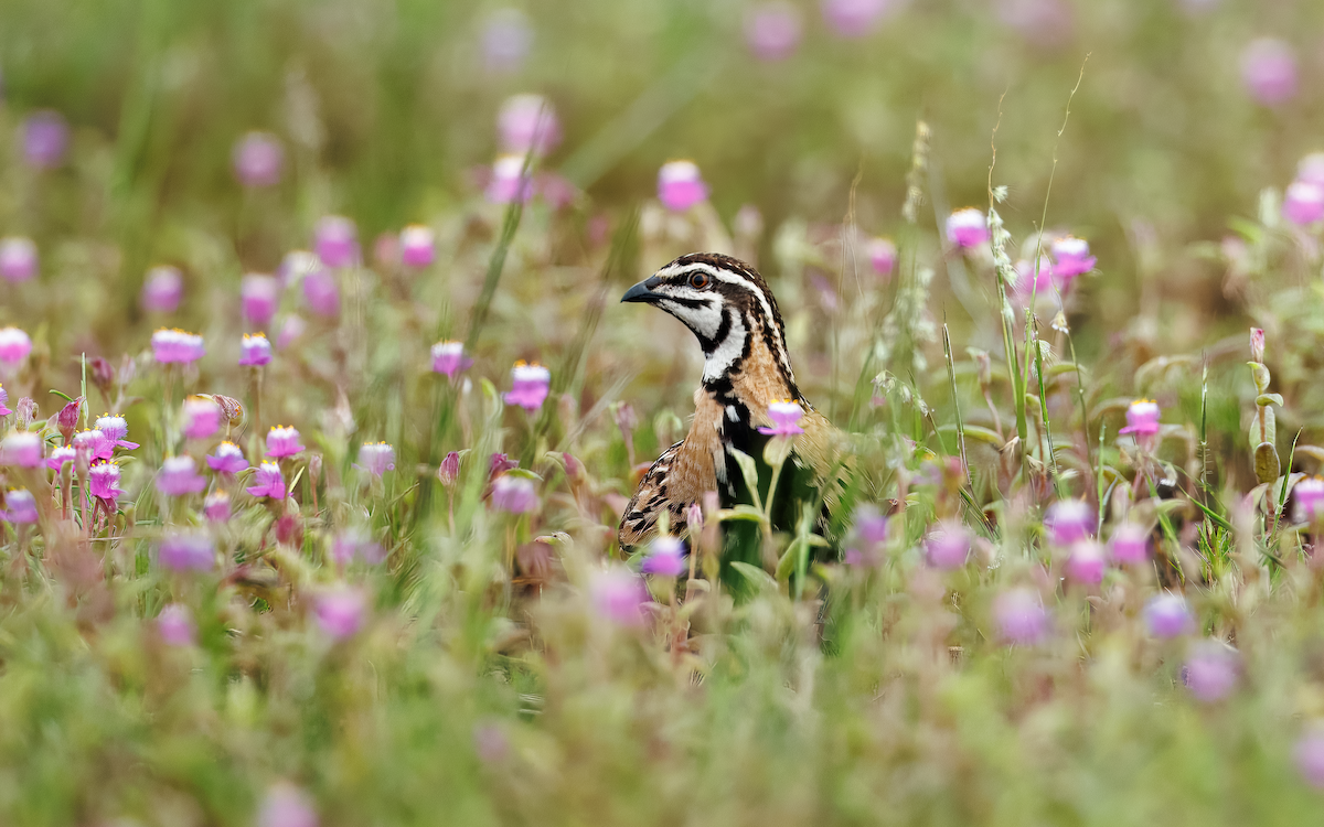 Rain Quail - ML643345968