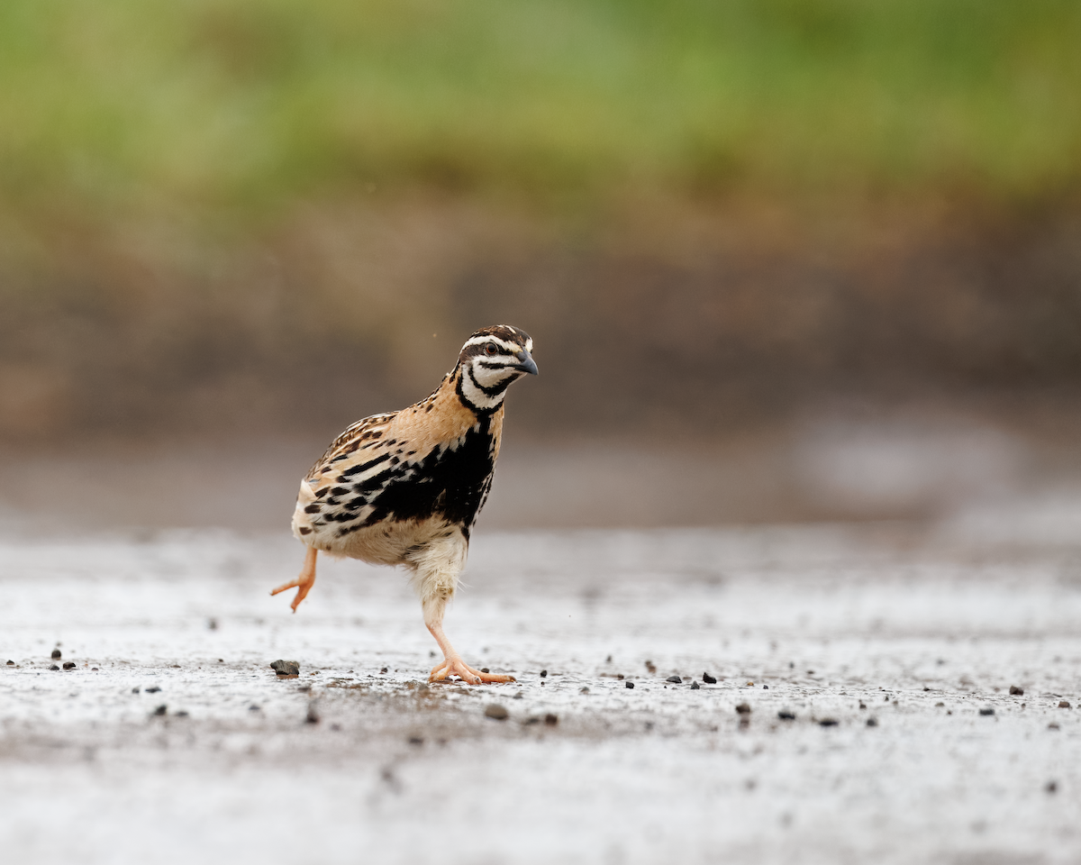 Rain Quail - ML643345971