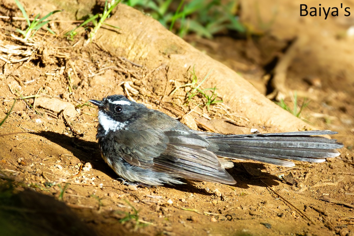 Spot-breasted Fantail - ML643345973
