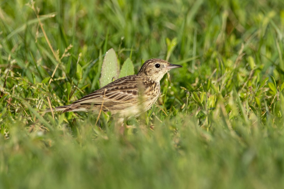 Yellowish Pipit - ML643345975