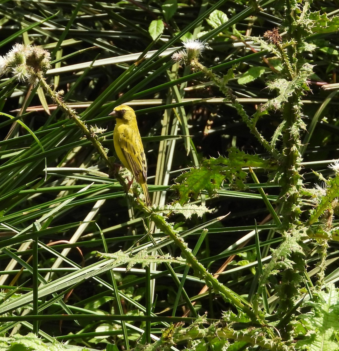 Western Citril - ML643345976