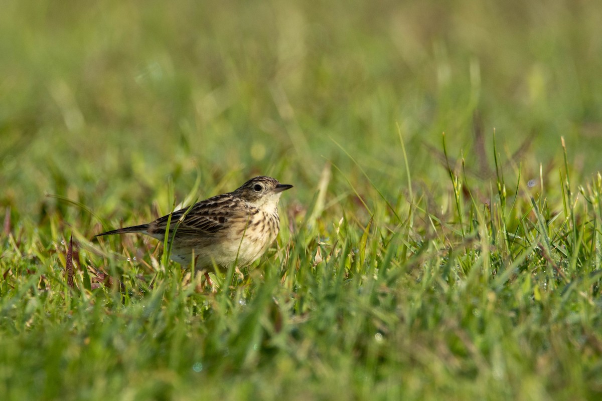 Yellowish Pipit - ML643345990