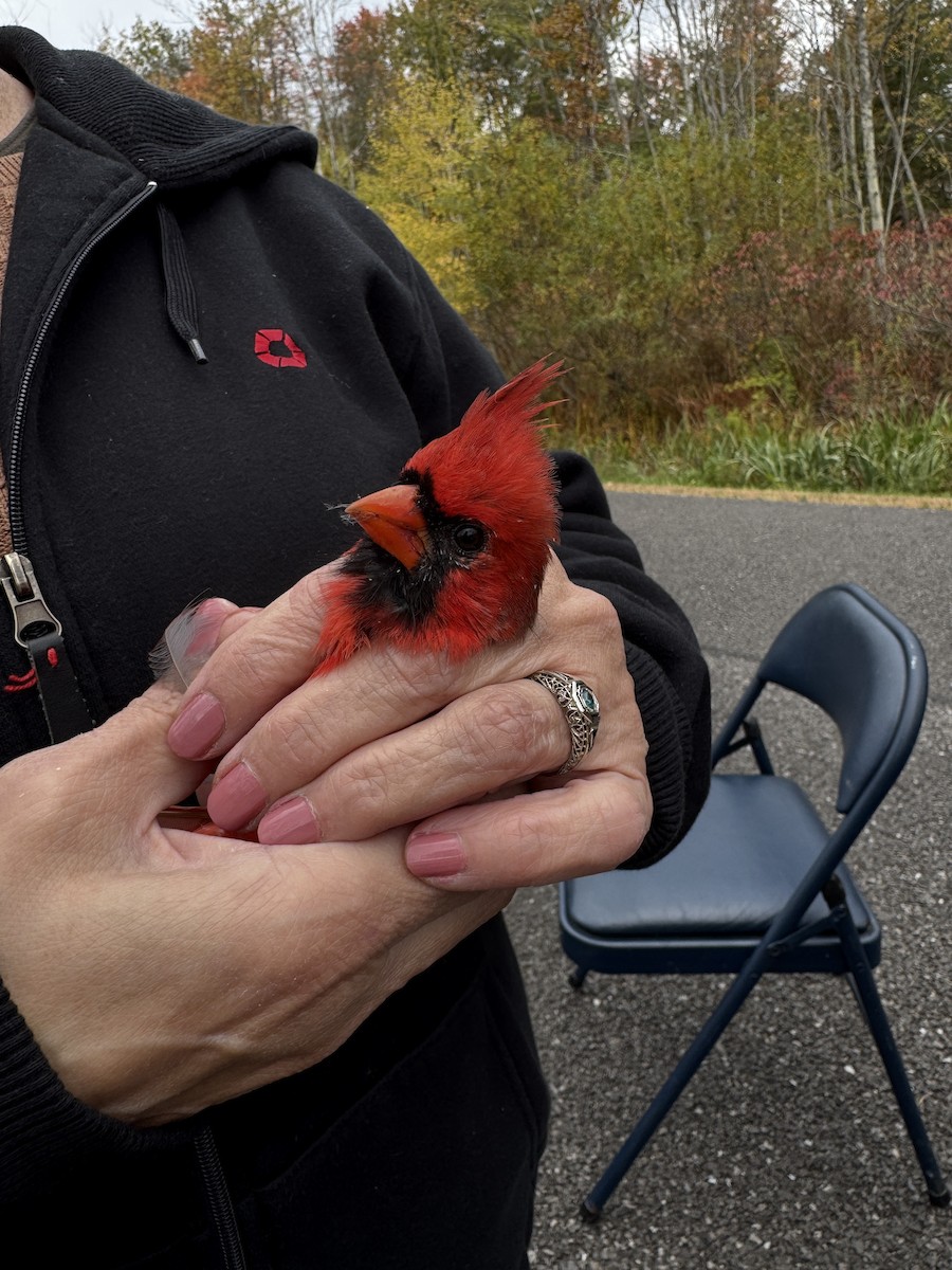 Northern Cardinal - ML643345994