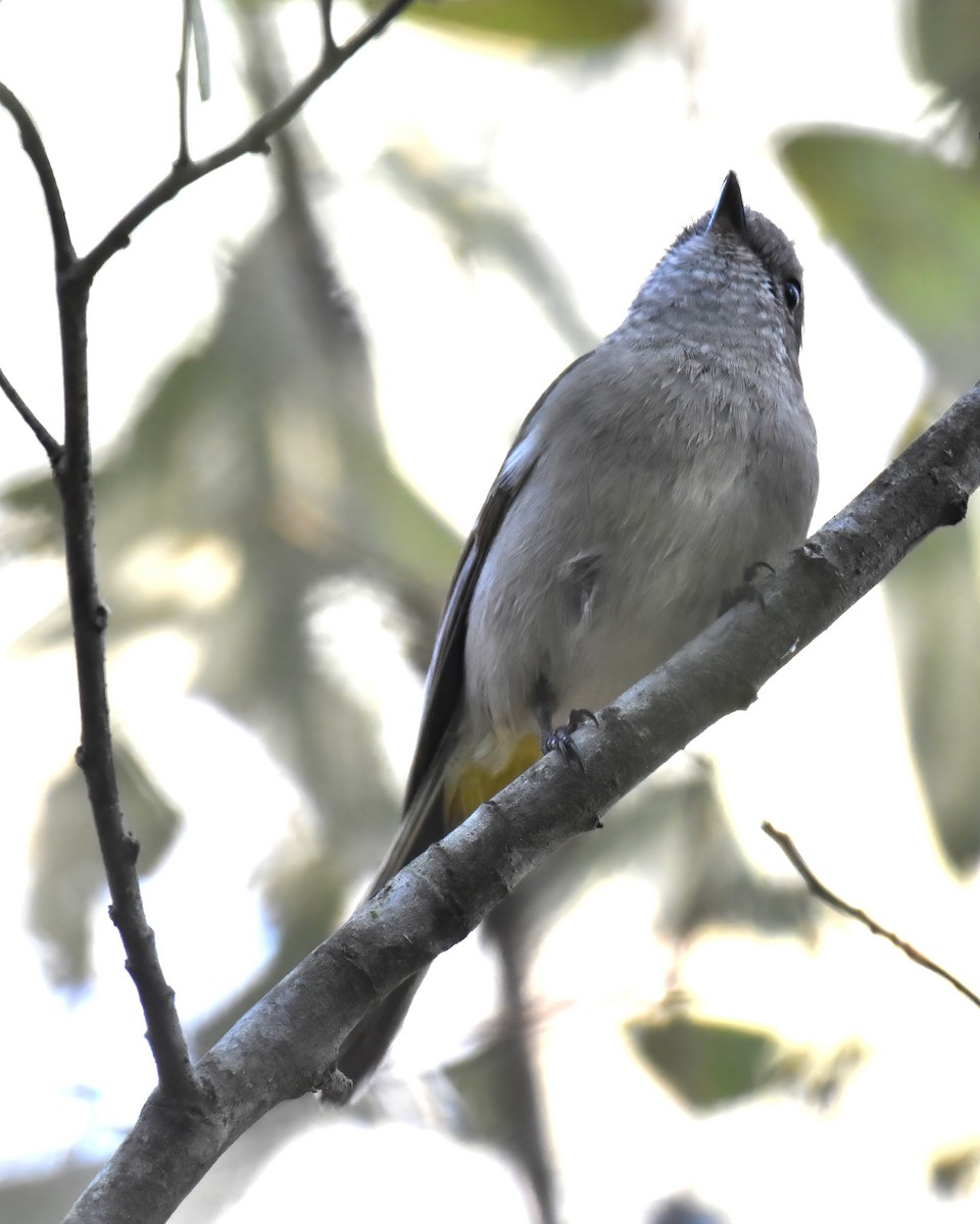 Golden Whistler (Eastern) - ML643345999
