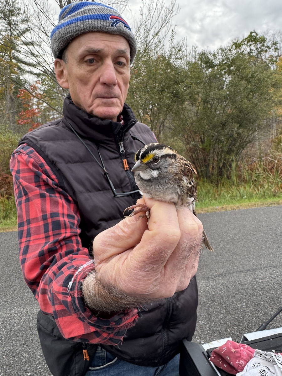 White-throated Sparrow - ML643346002