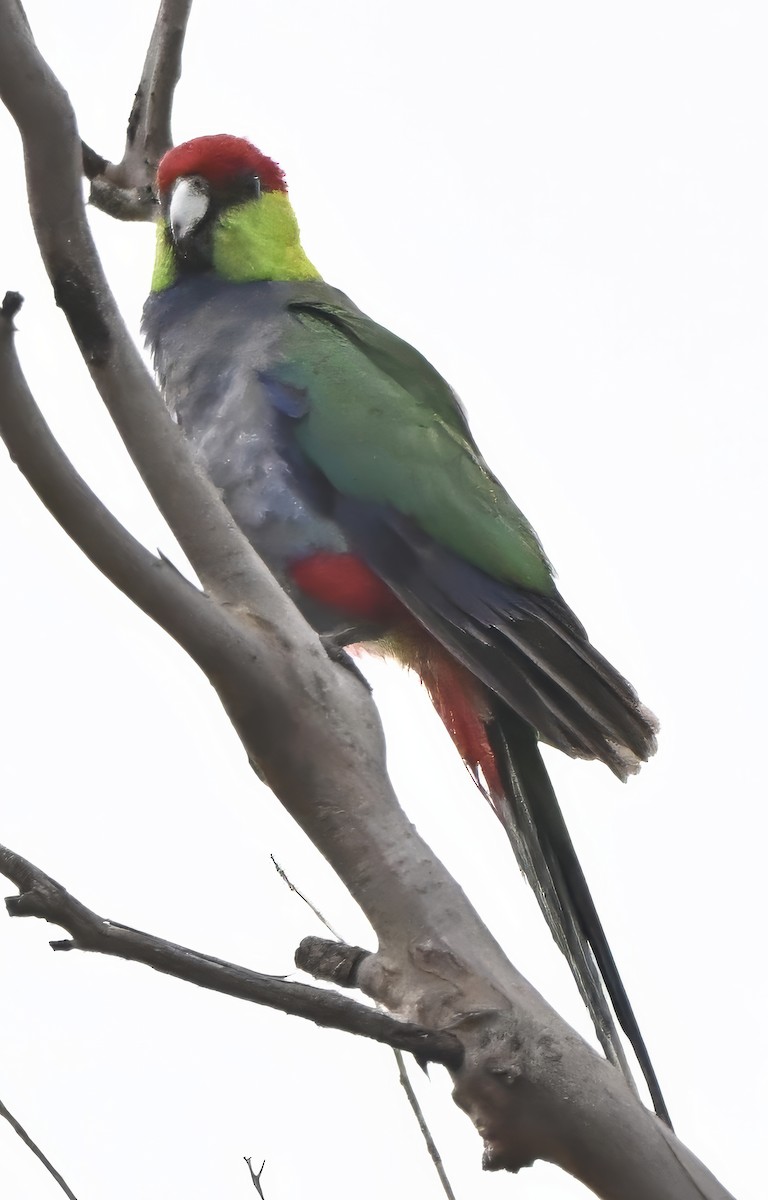 marriparakitt - ML643346026