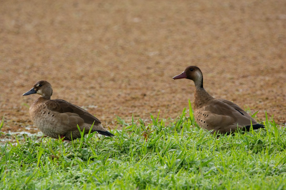 Brazilian Teal - ML643346053