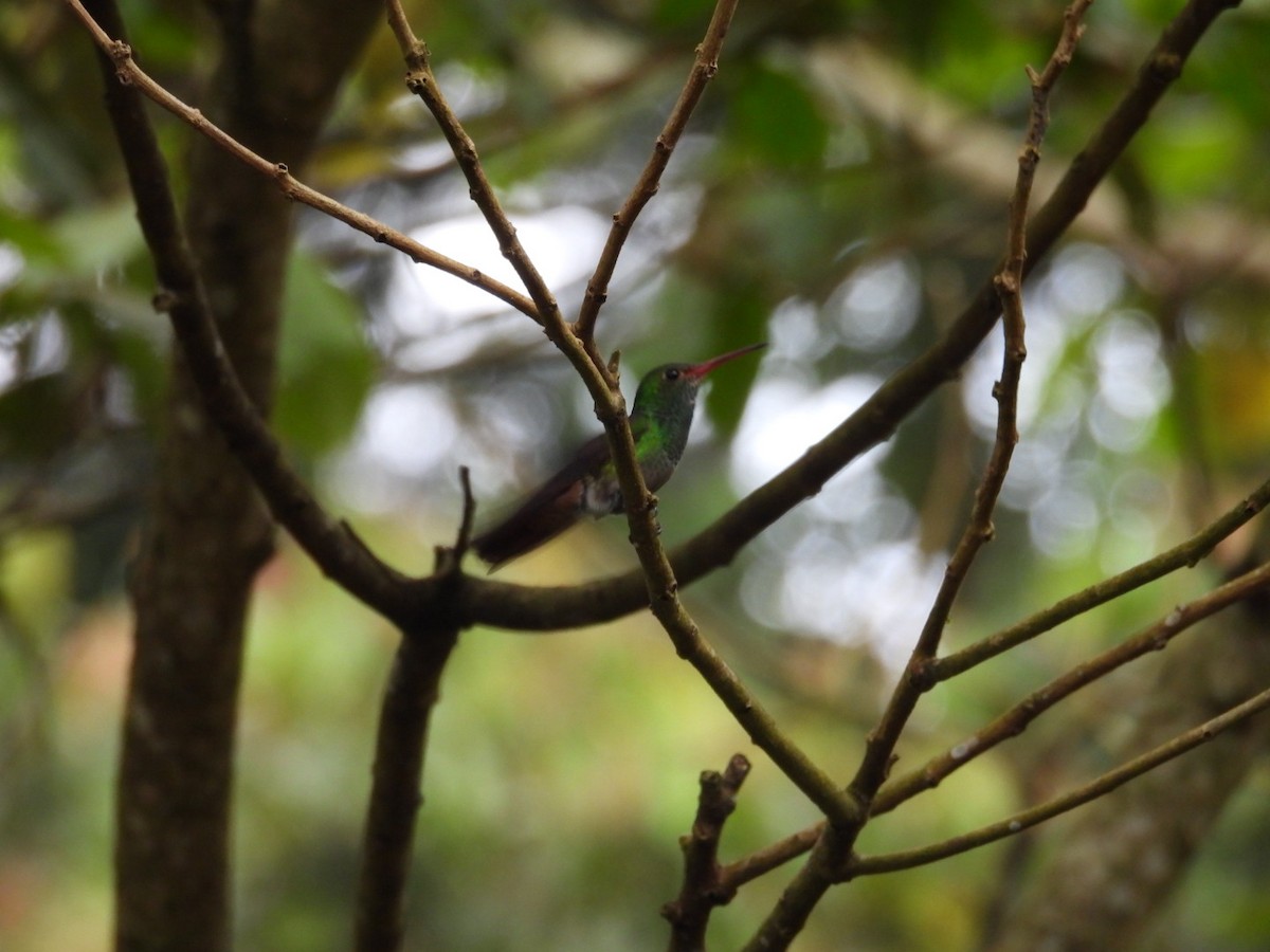 Rufous-tailed Hummingbird - ML643346062