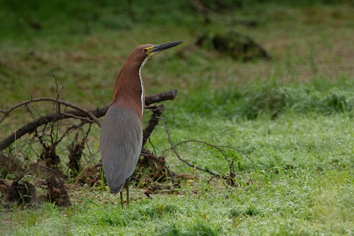 Rufescent Tiger-Heron - ML643346063