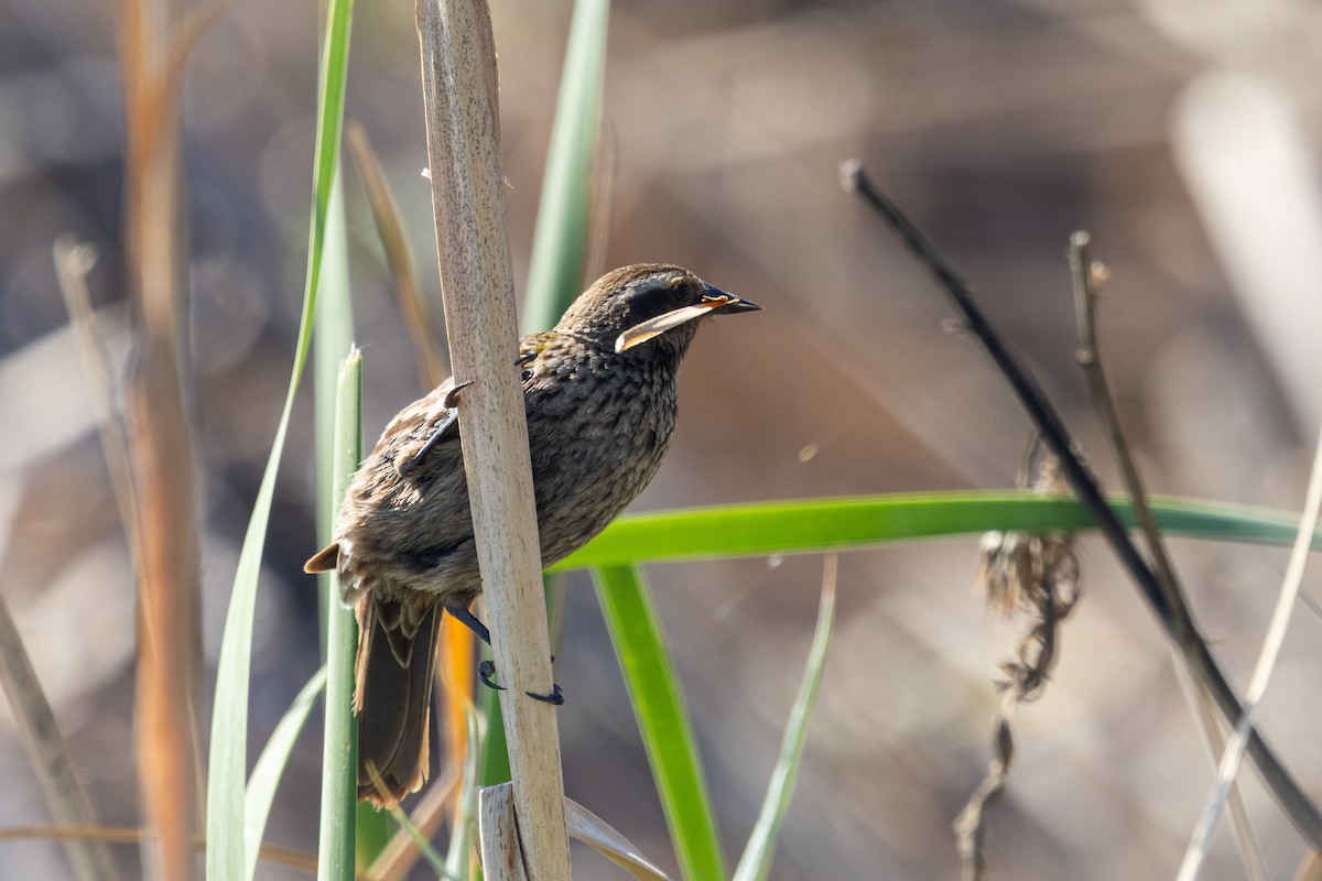 Yellow-winged Blackbird - ML643346072