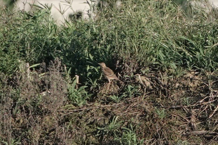 Richard's Pipit - ML643346085