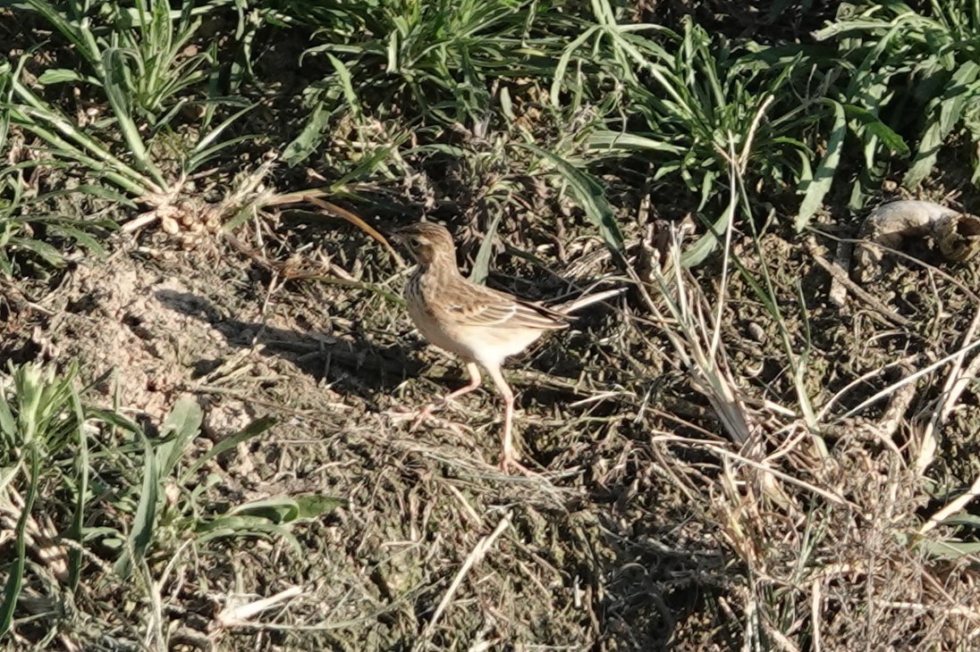 Richard's Pipit - ML643346087