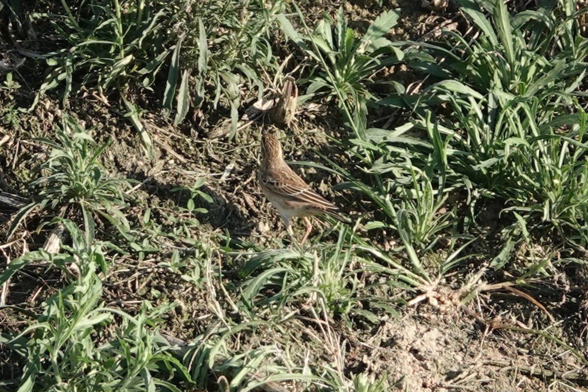 Richard's Pipit - ML643346092