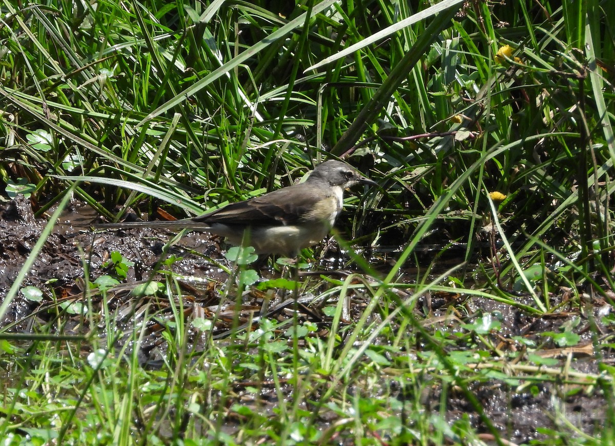 Cape Wagtail - ML643346135