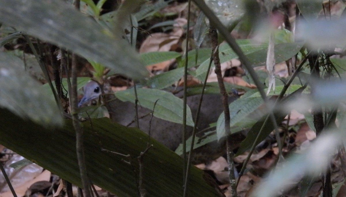Great Tinamou - ML643346142