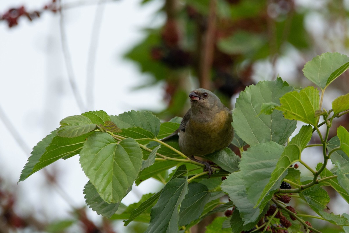 Blue-and-yellow Tanager - ML643346173