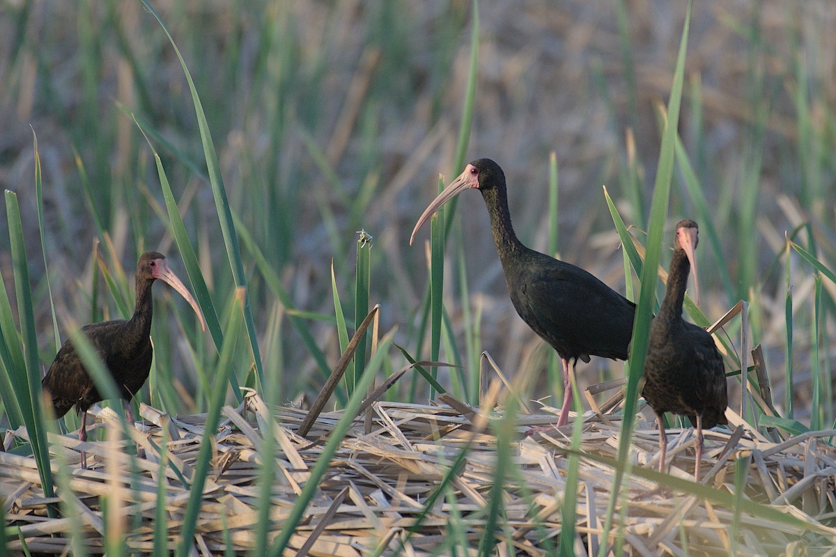Bare-faced Ibis - ML643346175