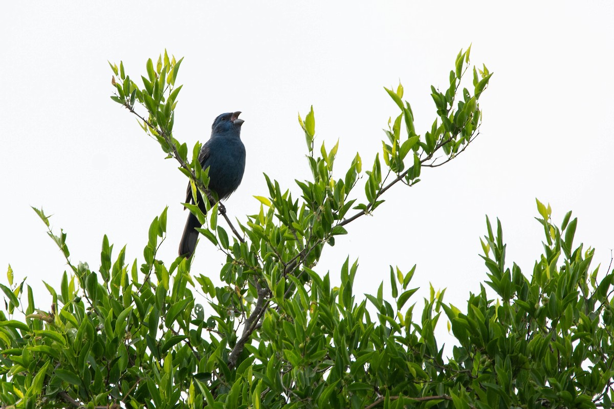 Glaucous-blue Grosbeak - ML643346196