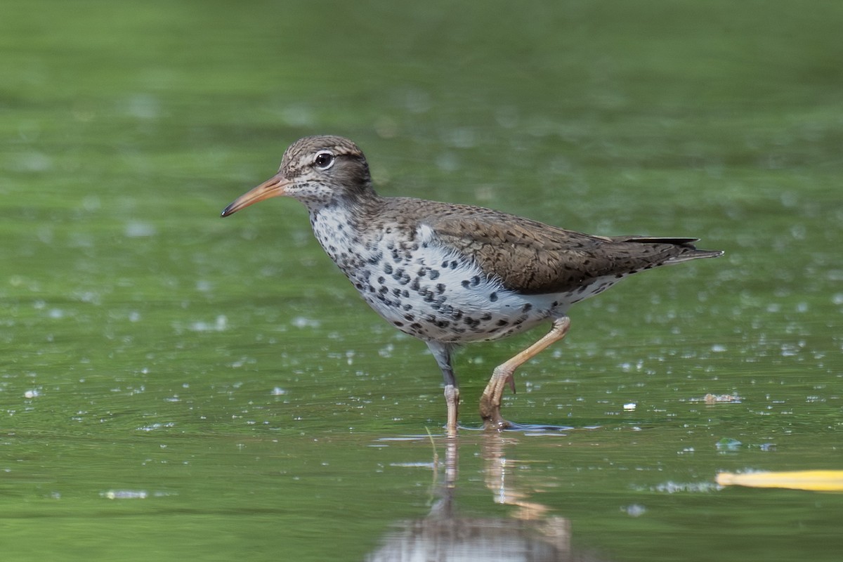 Spotted Sandpiper - ML643346209