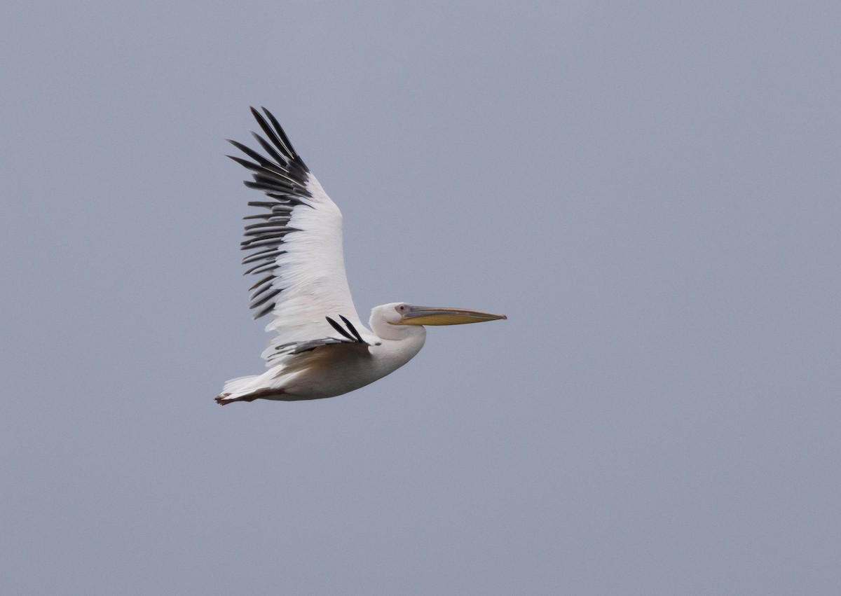 Great White Pelican - ML643346211