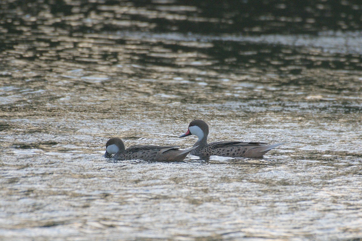White-cheeked Pintail - ML643346219