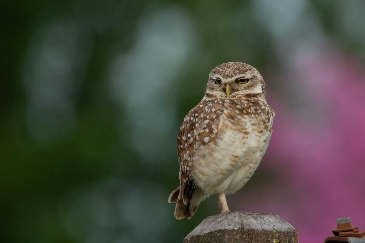 Burrowing Owl - ML643346222