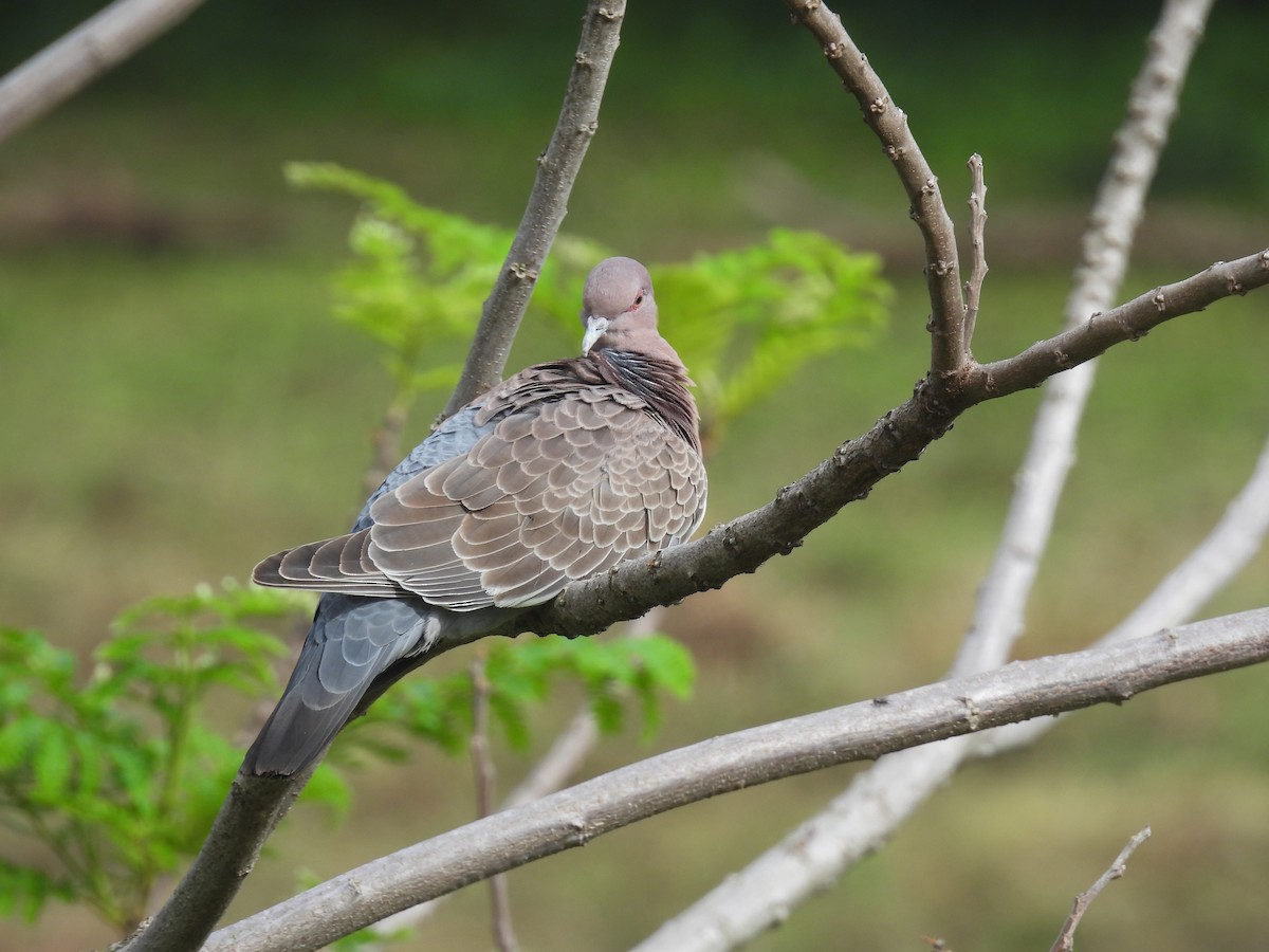 Picazuro Pigeon - ML643346223