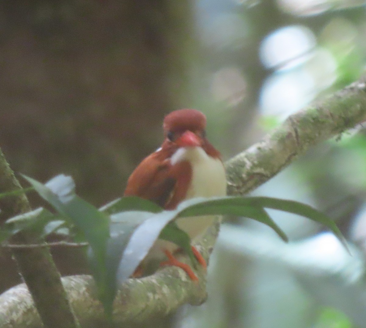 Martin-pêcheur malgache - ML643346225