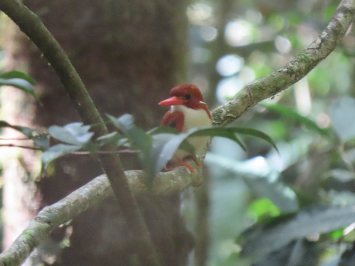 Martin-pêcheur malgache - ML643346226