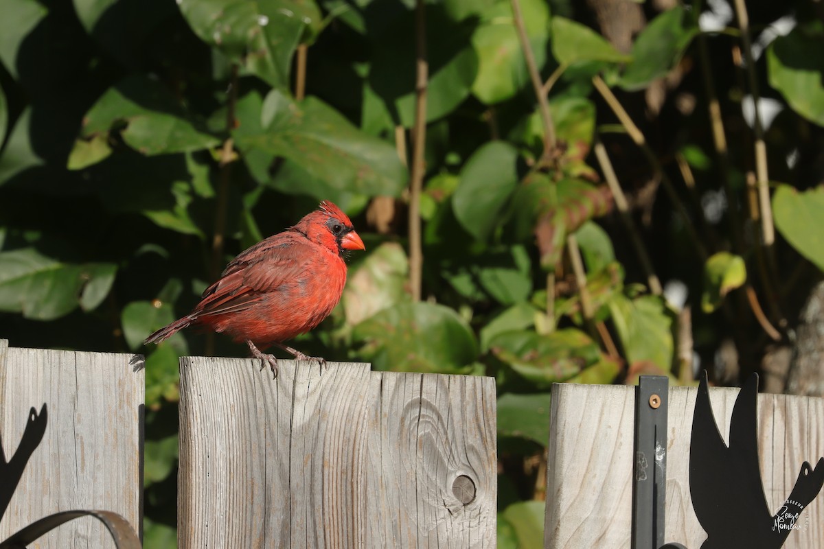 Northern Cardinal - ML643346237