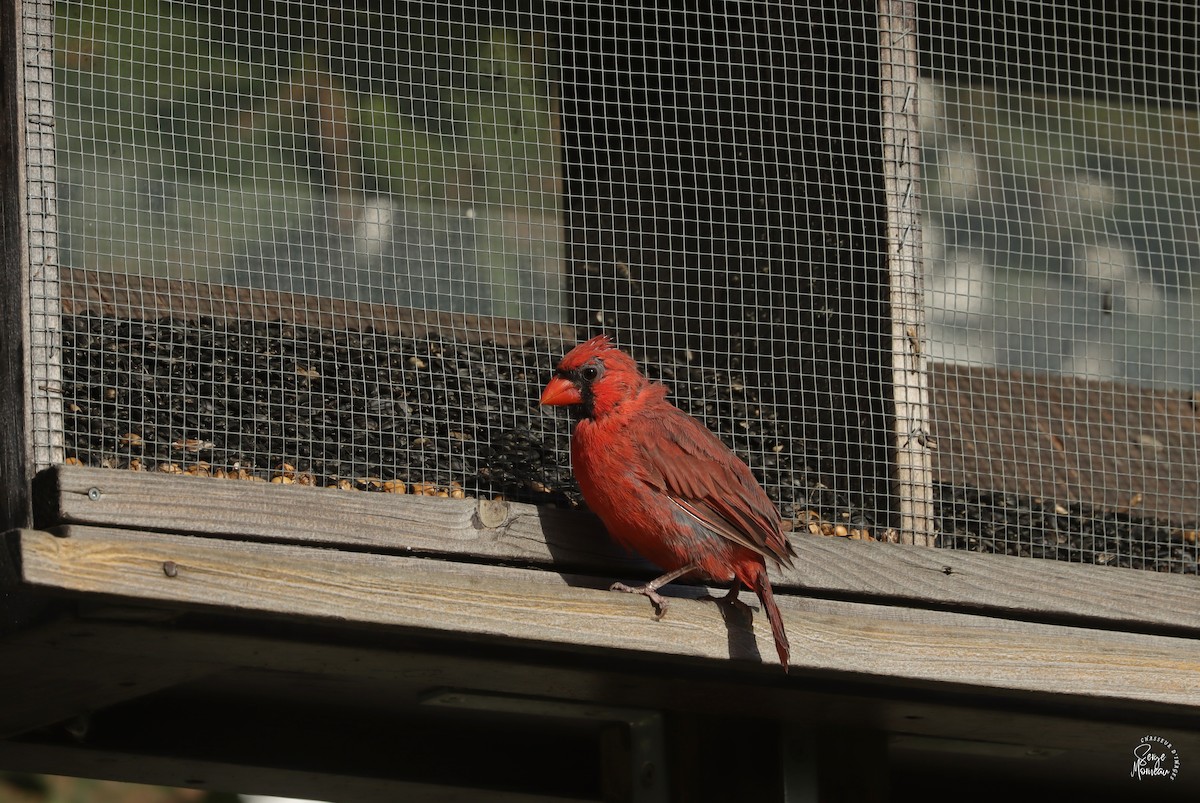Northern Cardinal - ML643346238