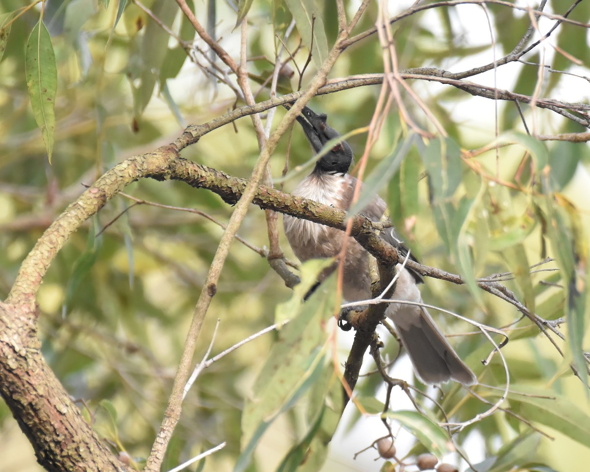 Noisy Friarbird - ML643346239