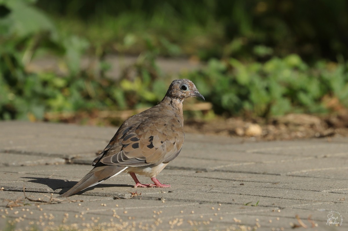 Mourning Dove - ML643346241
