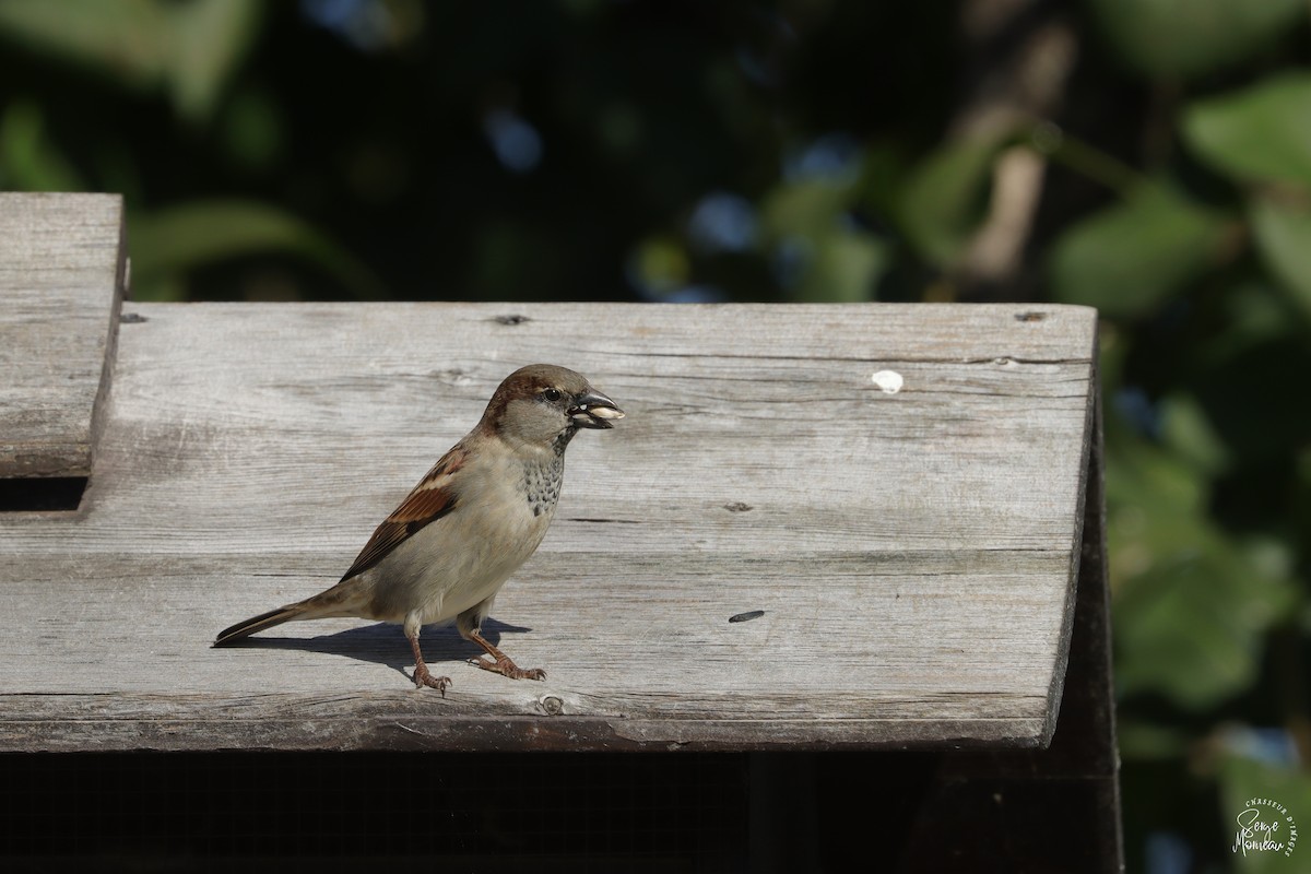 House Sparrow - ML643346242