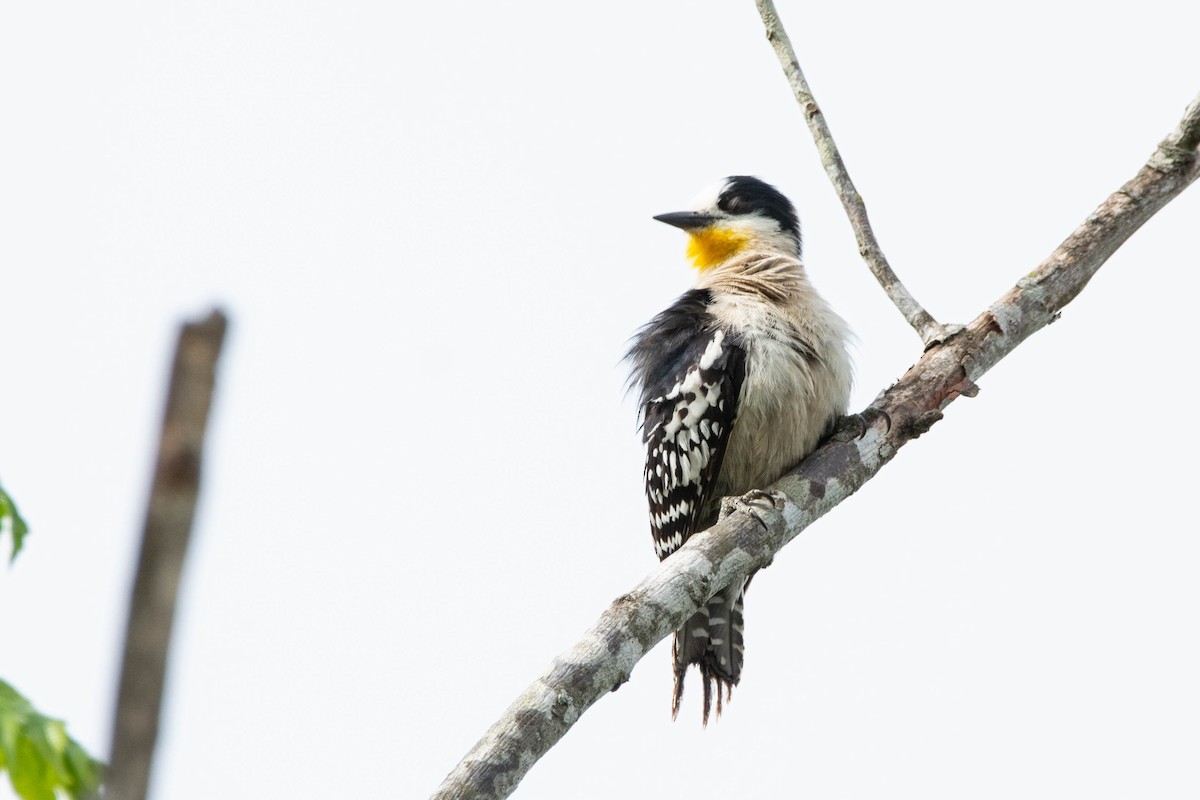 White-fronted Woodpecker - ML643346246