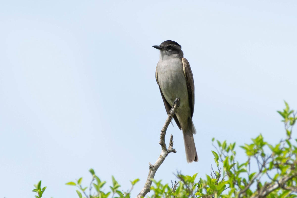Crowned Slaty Flycatcher - ML643346267